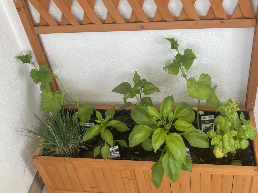 Mischkultur mit Gurke auf dem Balkon