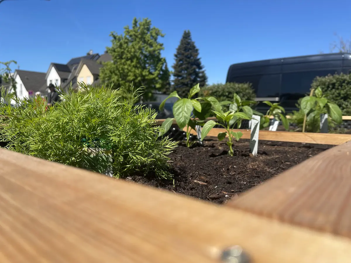 Nahaufname Mischkultur mit Paprika und Dill im Hochbeet