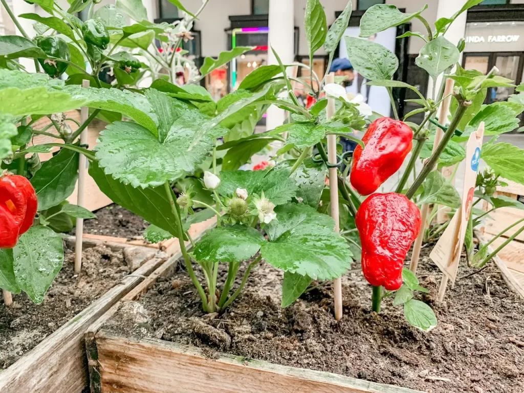 Mischkultur mit Paprika