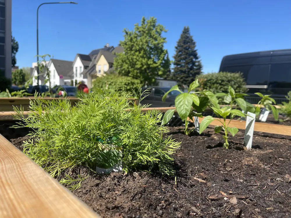 Paprika Gute Nachbarn: Dill und Paprika im Hochbeet in Mischkultur