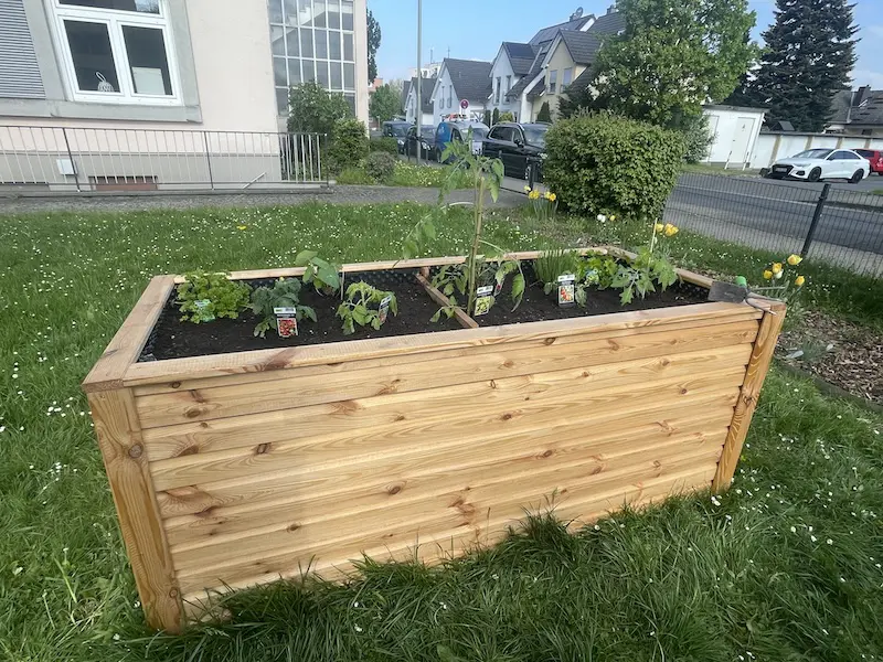 Mischkultur mit Tomate im Hochbeet April 2026