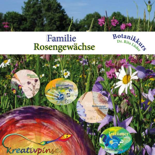 Videokurs: Familie Rosengewächse Kompaktkurs [Digital]