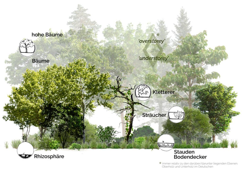 Pflanzen für den Waldgarten