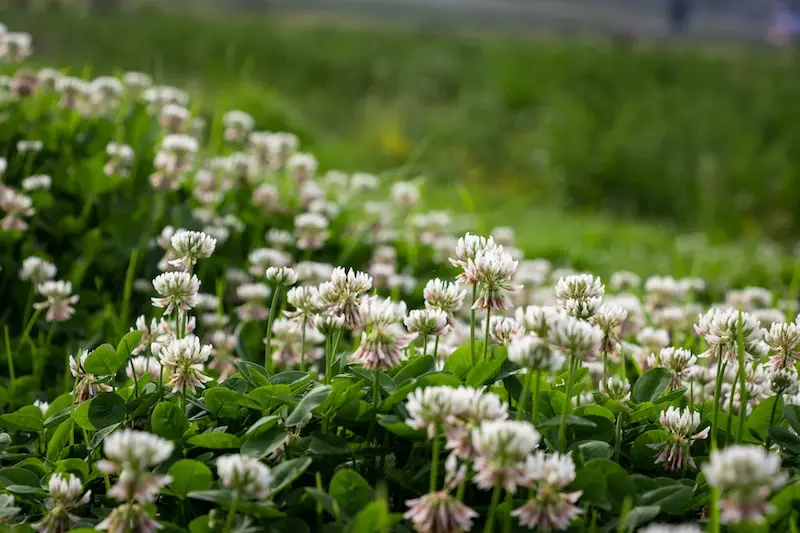 Pflanzen für den Waldgarten Weißklee