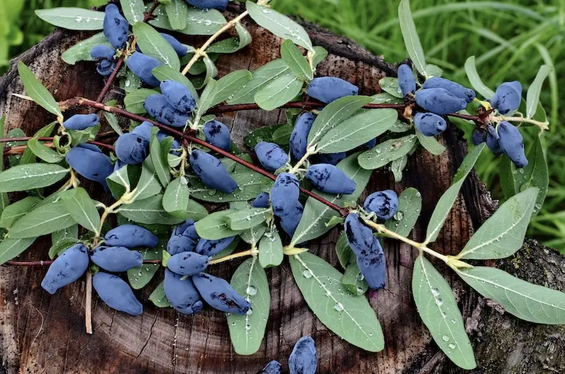 Pflanzen für den Waldgarten Kamtschatka Heckenkirsche