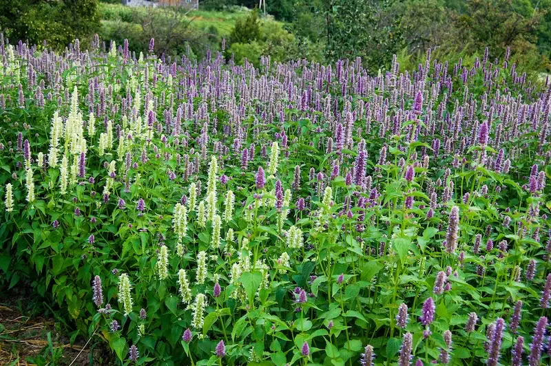 Pflanzen für den Waldgarten Agastache