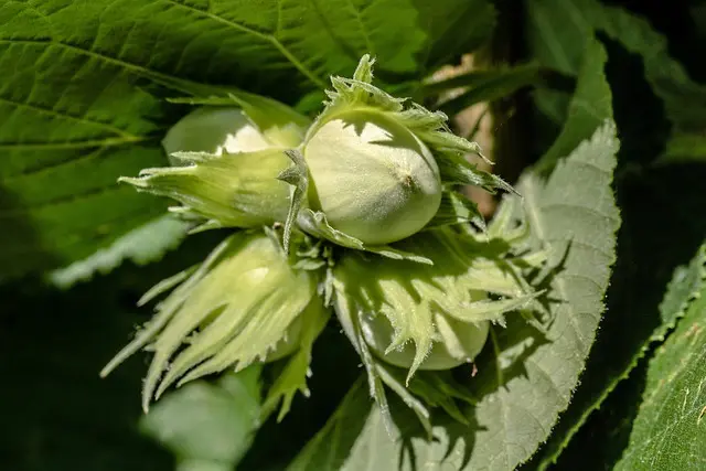 Waldgarten Pflanzen Haselnuss