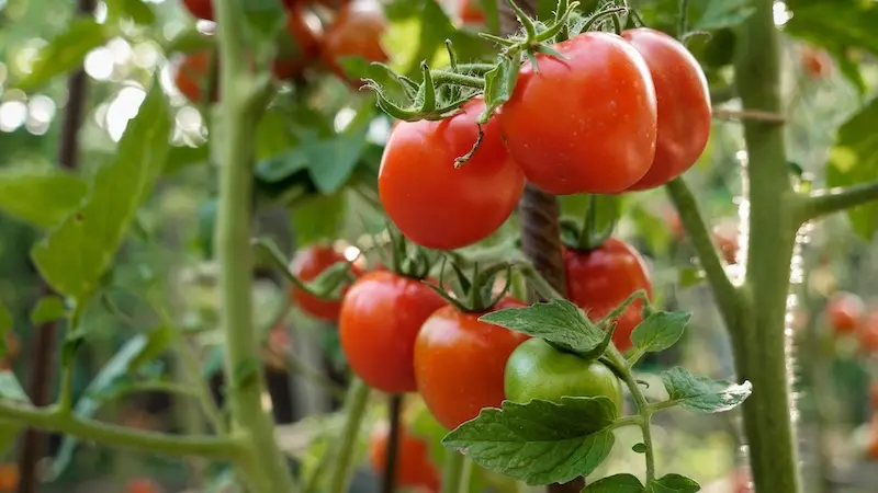 Fruchtfolge nach Tomaten