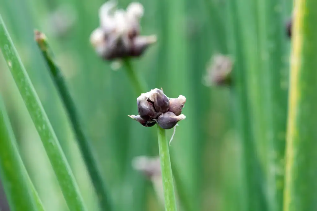 Mehrjähriges Gemüse Etagenzwiebel