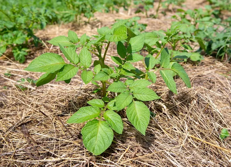 Mischkultur mit Sellerie Kartoffel