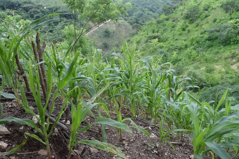 Permakultur Beet Milpa Beet