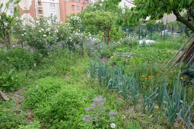 Permakultur Beet Obstbaum Lebensgemeinschaft