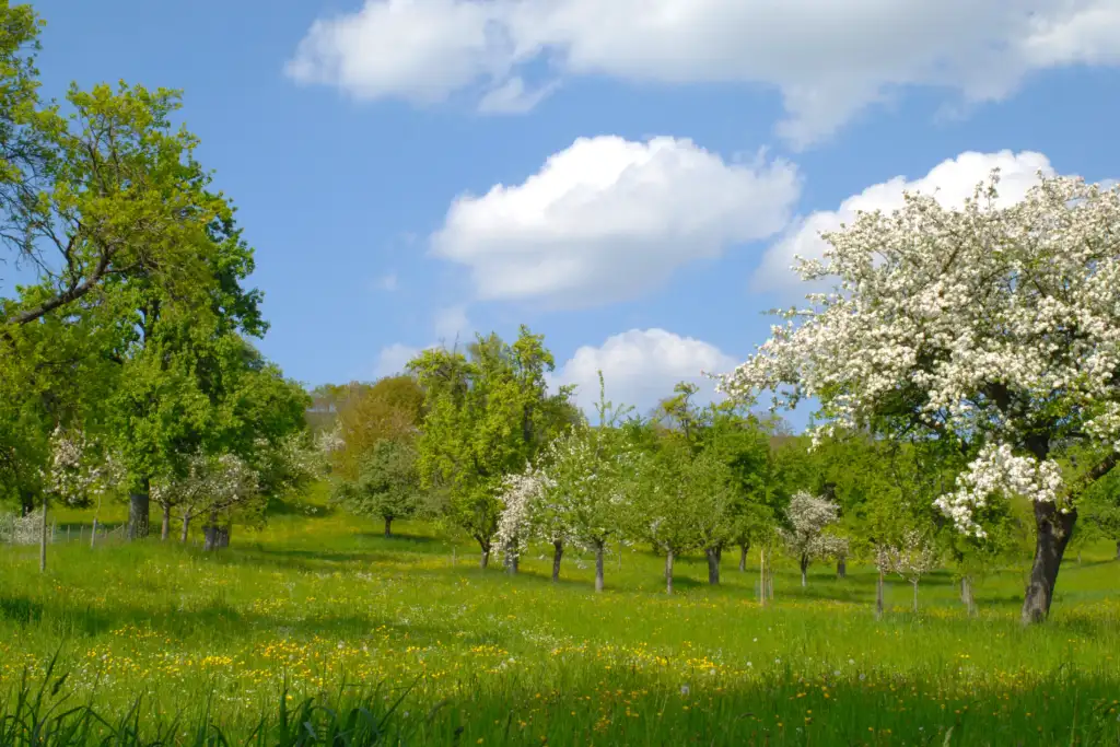 Streuobstwiese Permakultur Zone 3