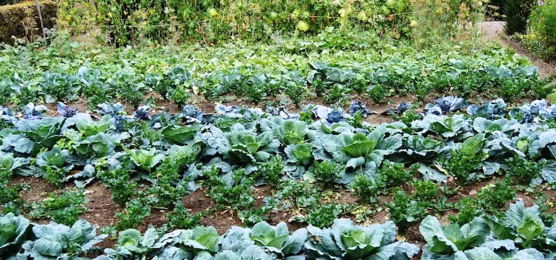 Mischkultur mit Sellerie Bauerngarten