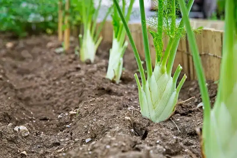 Fenchel Mischkultur im Beet
