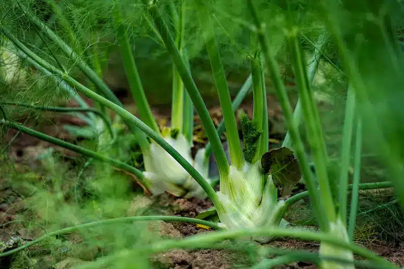 Fenchel Mischkultur in der Reihe