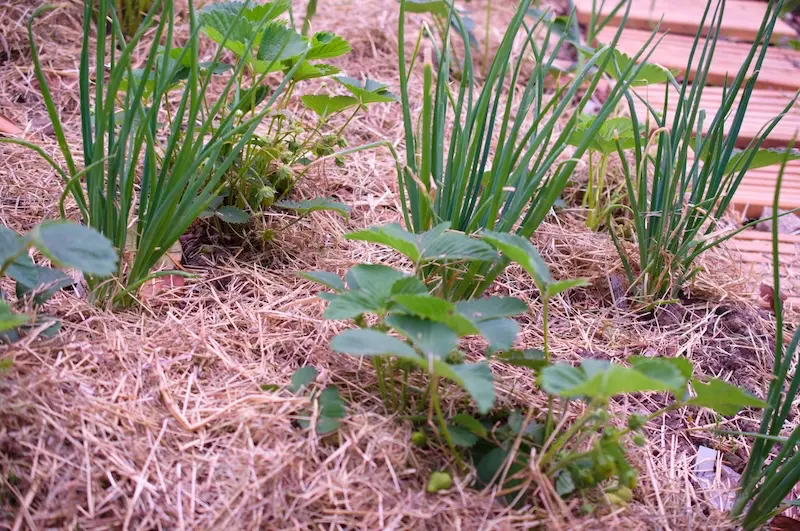 Gemüse Mischkultur Erdbeere und Lauch