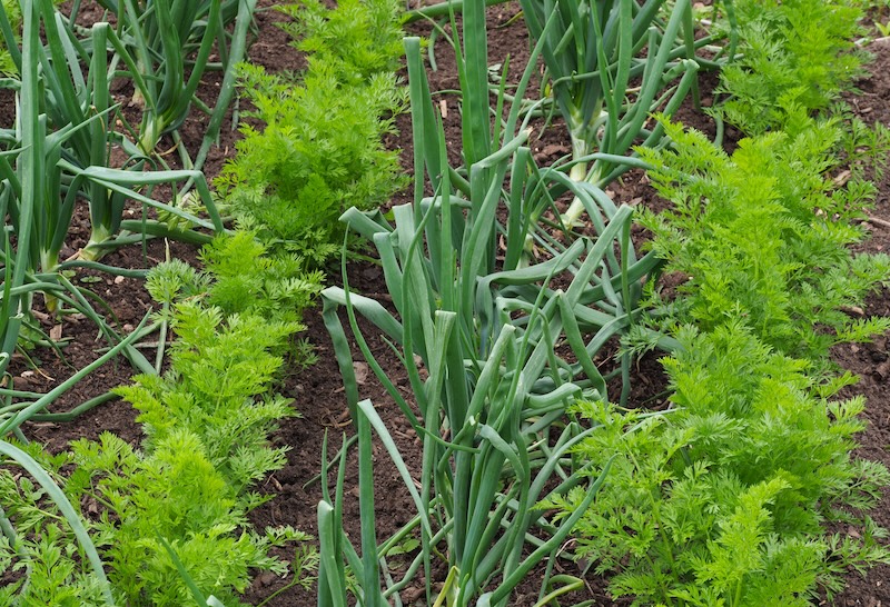 Gemüse Mischkultur Bohnen und Salate