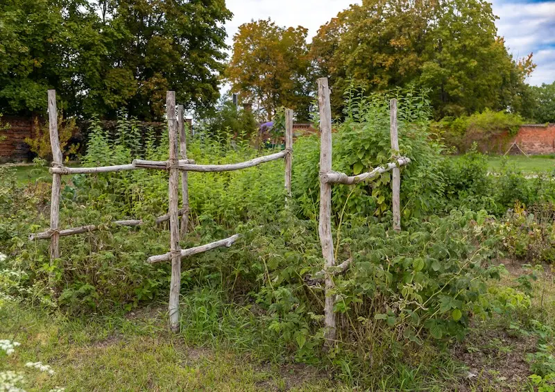 Himbeeren Mischkultur Spalier