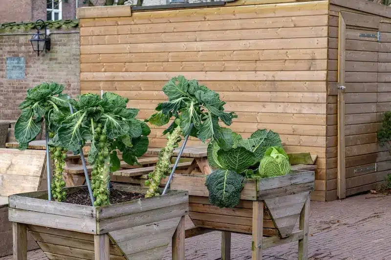 Mischkultur mit Blumenkohl Kübel