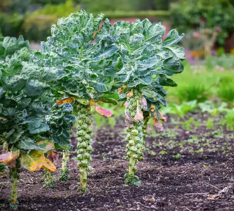 Mischkultur mit Blumenkohl Reihen