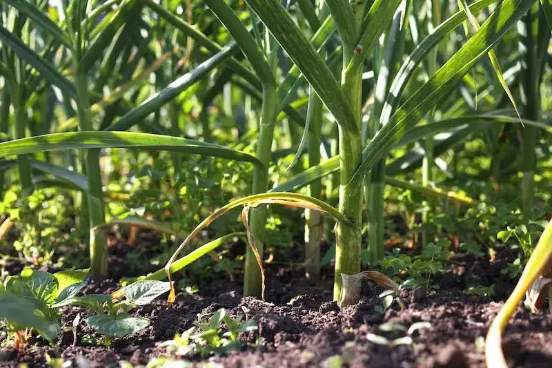 Mischkultur mit Lauch in Reihen